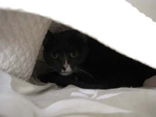 Chocolate Chip Banana Pancakes for One