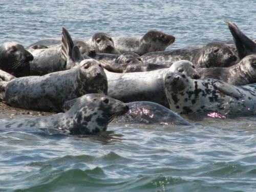 Purple Cow Frozen Yogurt