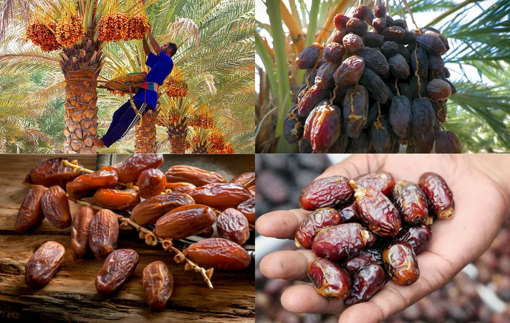 Untitled Design 14 Are Dates Healthy?