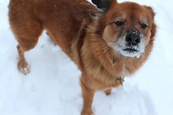 IMG 0489 600x400 1 Monday Musings + Healthy “Truffles”