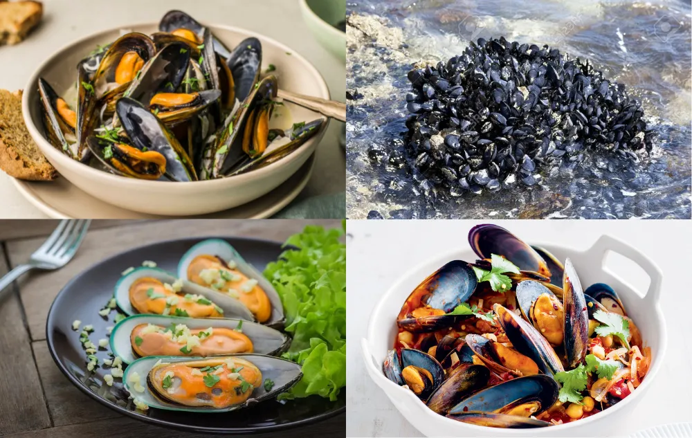 Untitled Design 10 Are mussels healthy?