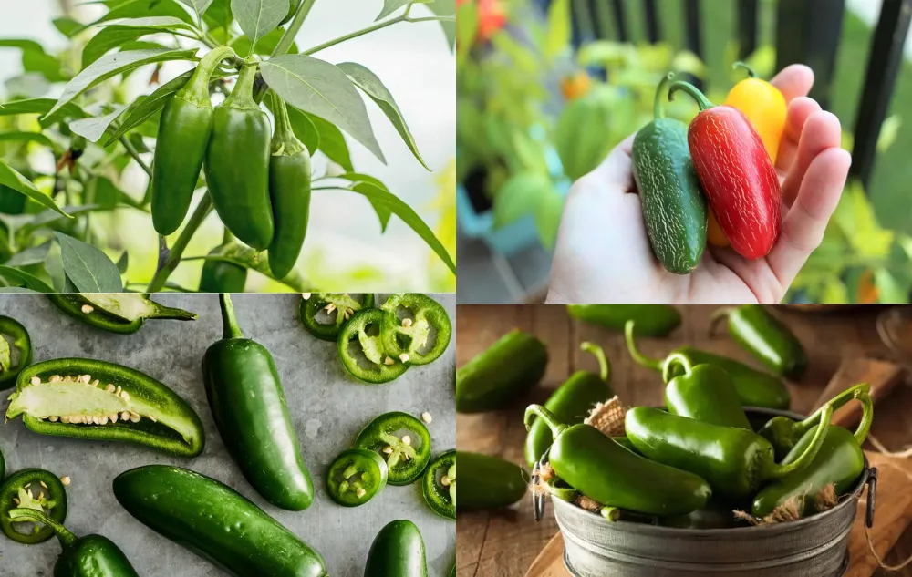 Untitled Design 13 Are jalapenos healthy?