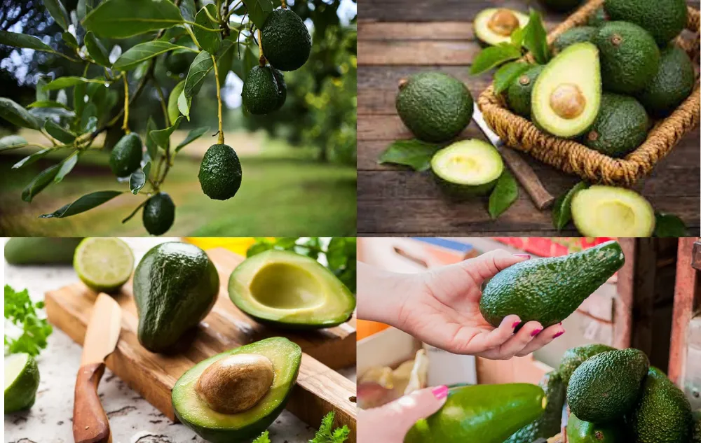 Untitled Design 2 Are Avocados Healthy?- All You Need to Know About Avocados