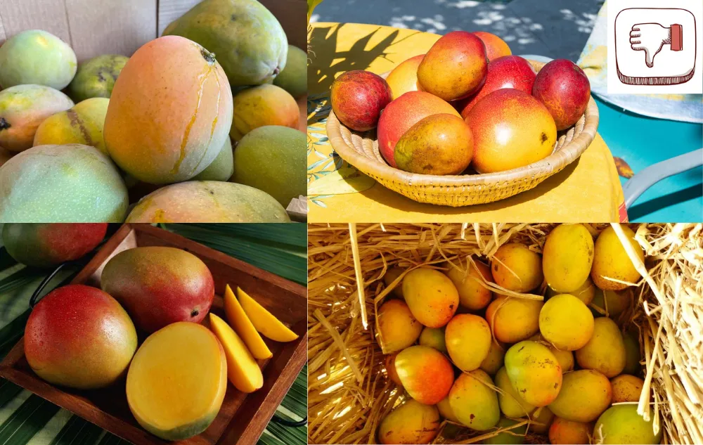 Untitled Design 3 2 Are Mangoes Healthy? – All You Need to Know About Mangoes