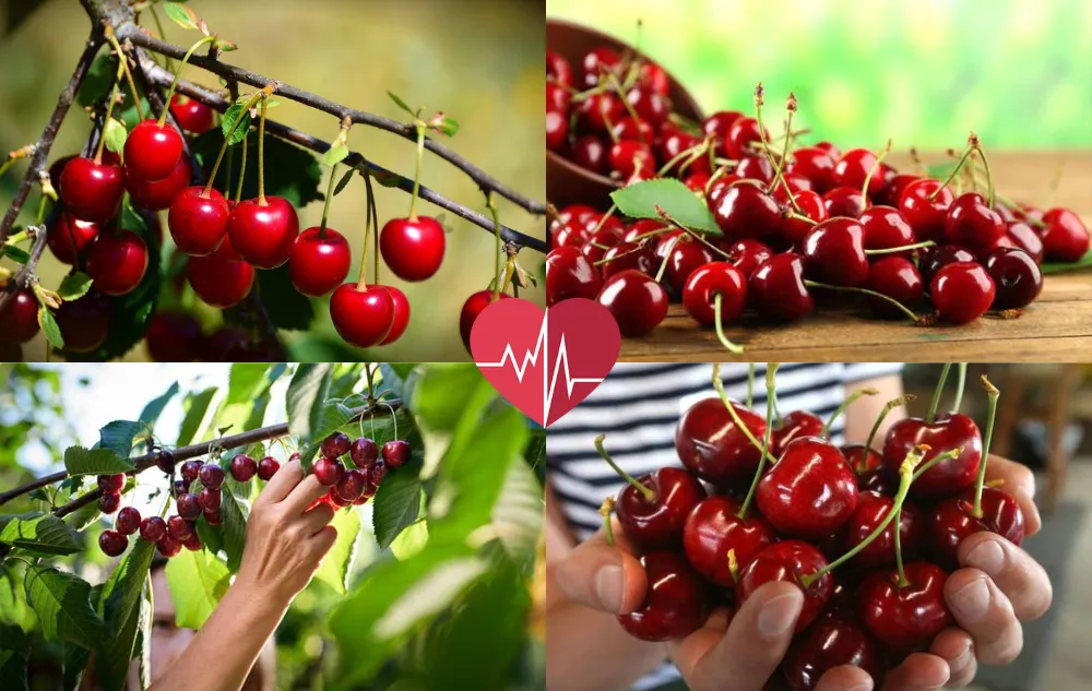 Untitled Design 3 4 Are Cherries Healthy – All You Need to Know