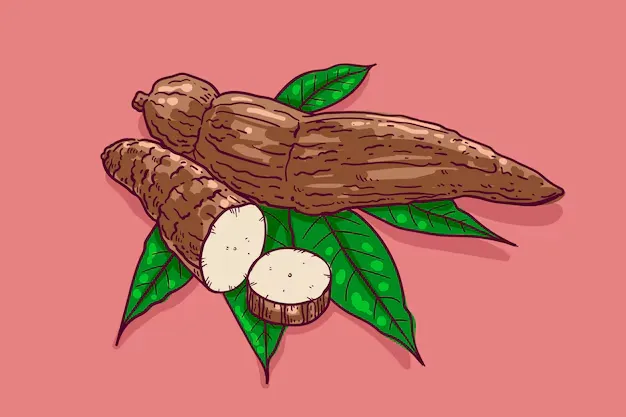 hand drawn concept of tapioca