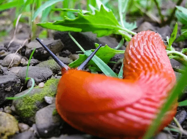 Screenshot 6 1 Why Is Snail Mucin Good for Skin? Discover the Secrets Behind This Skincare Marvel