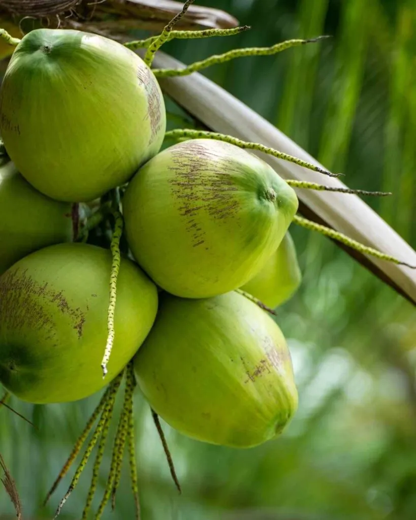 What Exactly Is Coconut Water 819x1024 What Is Coconut Water? A Complete Beginner’s Guide