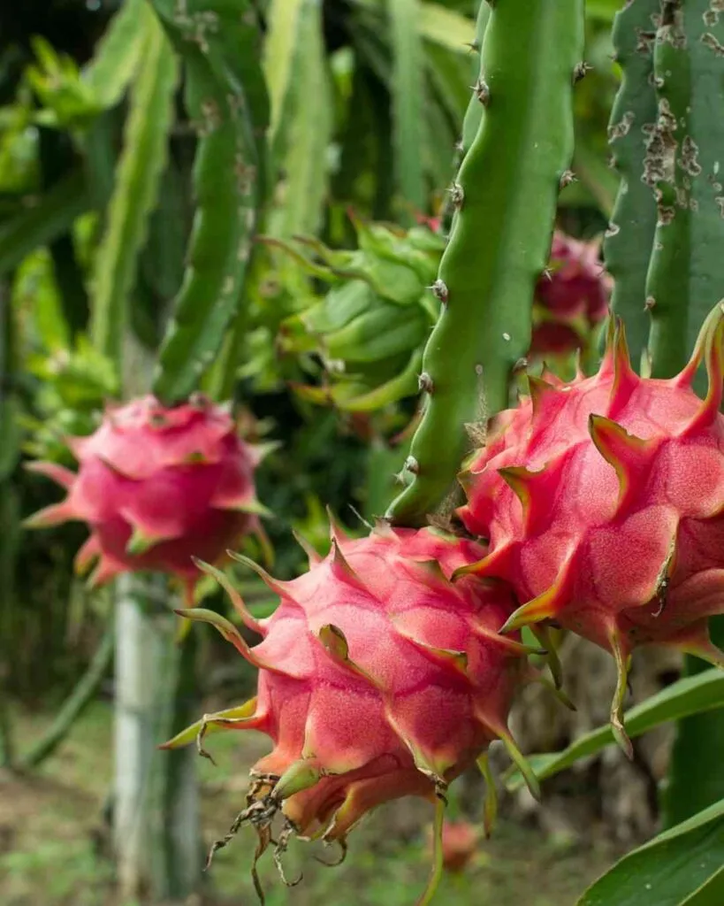 What Is Dragon Fruit