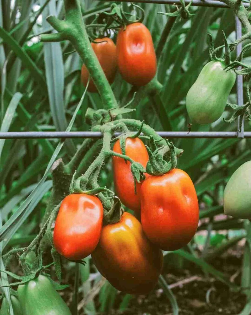how many calories in a roma tomato