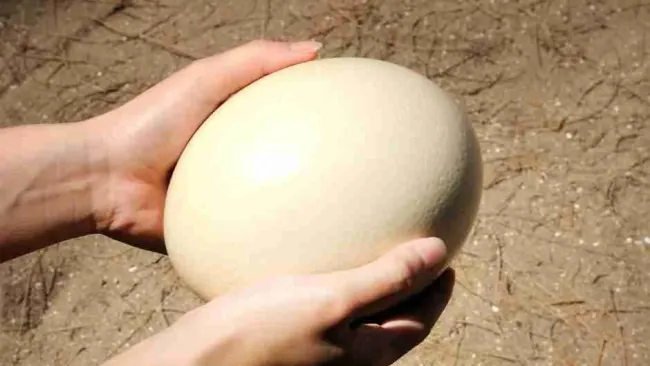 How Much Protein Is in an Ostrich Egg? Nutrition, Calories, Taste & Comparison