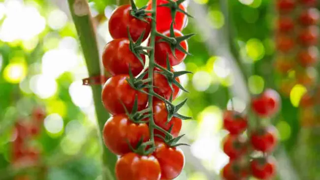 How Many Calories Are in a Tomato? Complete Nutrition & Calorie Guide