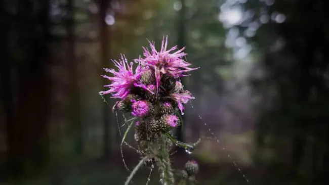 Benefits of Milk Thistle: Health Uses, Side Effects, and Who Should Take It