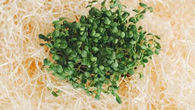 Is Alfalfa Sprouts Low FODMAP? What You Need to Know for IBS Relief