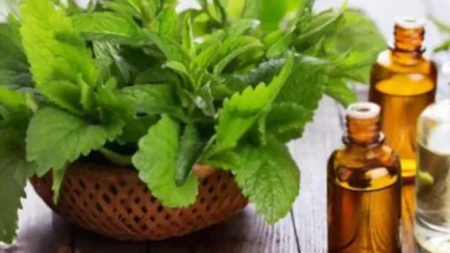 Is Peppermint Good for Acid Reflux (Does it Really Help)