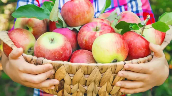 Are Apples Healthy? – The Ultimate Nutrition Guide
