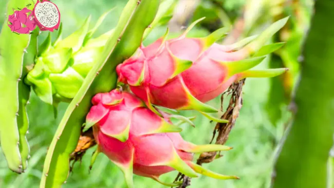 Are Dragon Fruit Healthy? – All You Need To Know