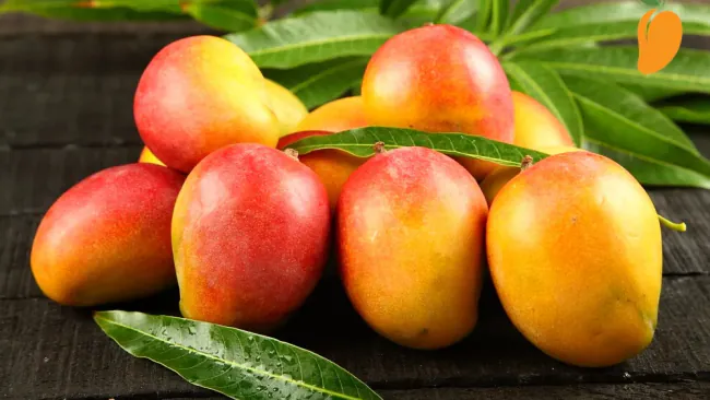 Are Mangoes Healthy? – All You Need to Know About Mangoes