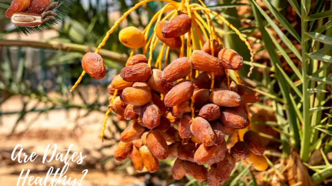 Are Dates Healthy?