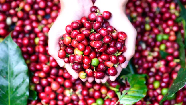 Are Cherries Acidic? [Cherries and Acid Reflux]