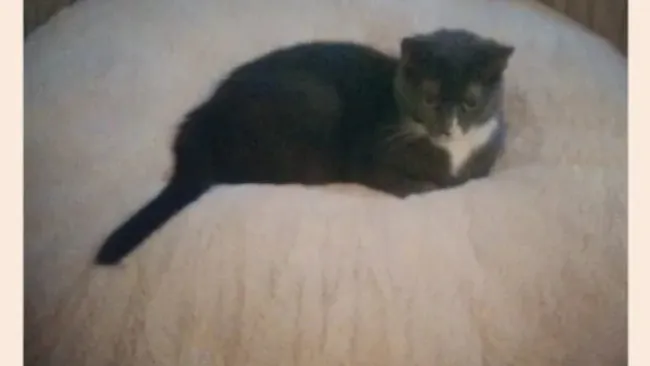 Monday Musings + Goat Cheese, Brie, and Caramelized Onion Sandwich with Apples (revisited)