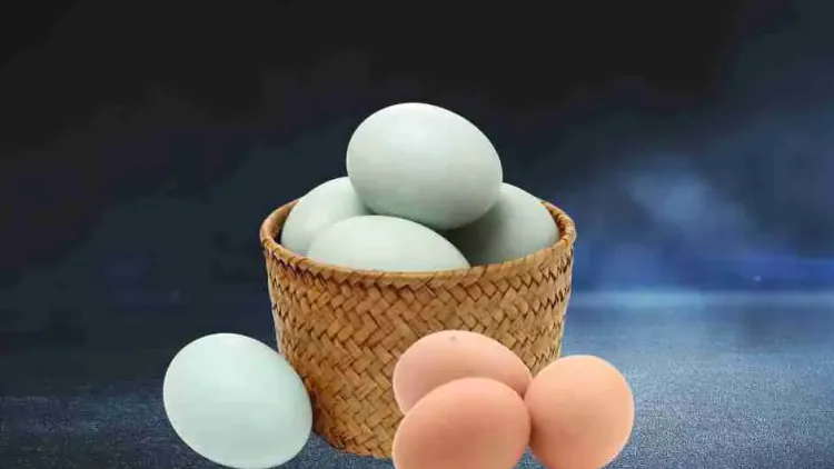 Duck Eggs vs Chicken Eggs: Nutrition, Taste & Health Comparison