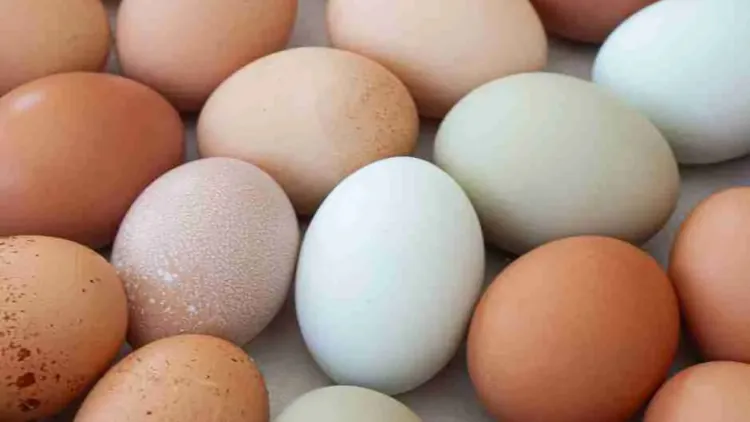 Brown Eggs vs White Eggs: What’s the Real Difference?