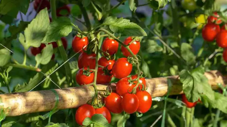Are Tomatoes Acidic? Understanding pH, Cooking Effects & Health Impact