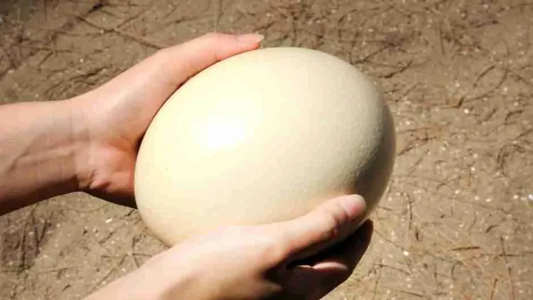 How Much Protein Is in an Ostrich Egg? Nutrition, Calories, Taste & Comparison