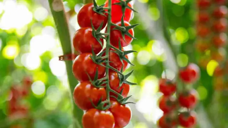 How Many Calories Are in a Tomato? Complete Nutrition & Calorie Guide