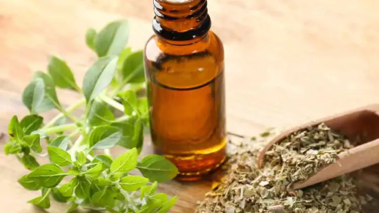 Benefits of Oregano Oil: Guide for Health, Immunity, and Wellness