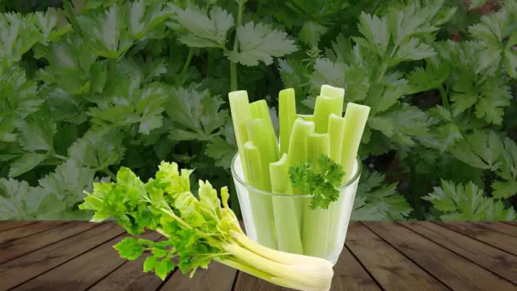 Can You Freeze Celery? (Raw, Chopped, Cooked, Juice & Without Blanching)