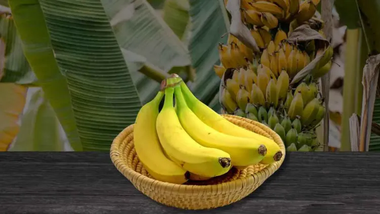 Are Bananas Acidic? pH Levels, Digestion, Acid Reflux & Alkalinity Explained