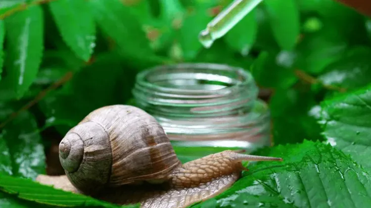 Why Is Snail Mucin Good for Skin? Discover the Secrets Behind This Skincare Marvel