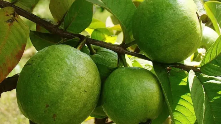 Is Guava Good for Diabetes? Benefits, Risks, and Tips for Diabetics