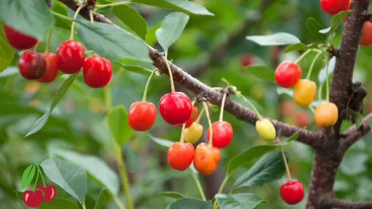 Are Cherries Healthy – All You Need to Know